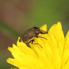 Stomorhina discolor (Snout fly) at Sullivans Creek, Turner - 14 Jan 2024 by ConBoekel