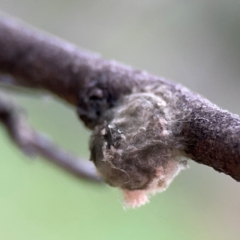 Unidentified Other web-building spider at Russell, ACT - 16 Jan 2024 by Hejor1