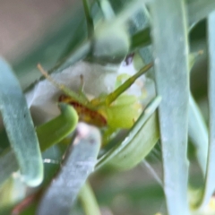 Tharrhalea pulleinei at Russell, ACT - 16 Jan 2024 04:48 PM