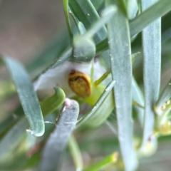 Tharrhalea pulleinei at Russell, ACT - 16 Jan 2024