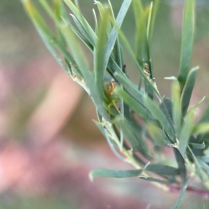 Tharrhalea pulleinei at Russell, ACT - 16 Jan 2024