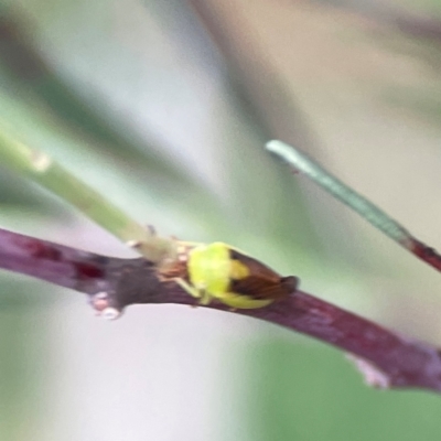 Chaetophyes compacta (Tube spittlebug) at Russell, ACT - 16 Jan 2024 by Hejor1