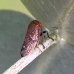 Katipo signoreti (Leafhopper) at Russell, ACT - 16 Jan 2024 by Hejor1