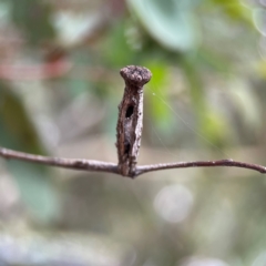 Apiomorpha calycina/urnalis* species complex at Russell, ACT - 16 Jan 2024 05:20 PM