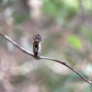 Apiomorpha calycina/urnalis* species complex at Russell, ACT - 16 Jan 2024