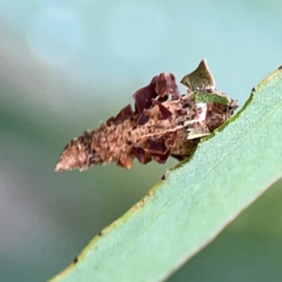 Hyalarcta nigrescens (Ribbed Case Moth) at Russell, ACT - 16 Jan 2024 by Hejor1