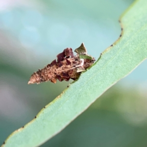 Hyalarcta nigrescens at Russell, ACT - 16 Jan 2024