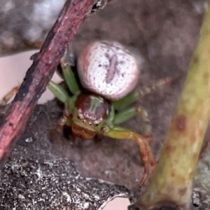 Australomisidia sp. (genus) at Russell, ACT - 16 Jan 2024