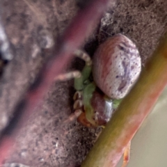 Australomisidia sp. (genus) at Russell, ACT - 16 Jan 2024