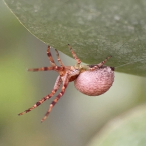 Thomisidae (family) at Russell, ACT - 16 Jan 2024