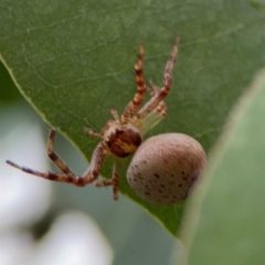 Thomisidae (family) at Russell, ACT - 16 Jan 2024 04:37 PM