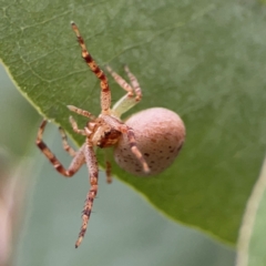 Thomisidae (family) at Russell, ACT - 16 Jan 2024