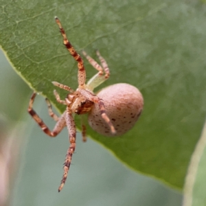 Thomisidae (family) at Russell, ACT - 16 Jan 2024 04:37 PM