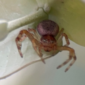 Thomisidae (family) at Russell, ACT - 16 Jan 2024