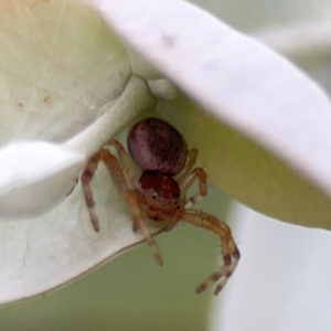 Thomisidae (family) at Russell, ACT - 16 Jan 2024