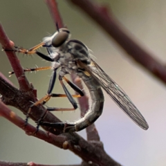 Cerdistus sp. (genus) (Slender Robber Fly) at Russell, ACT - 16 Jan 2024 by Hejor1