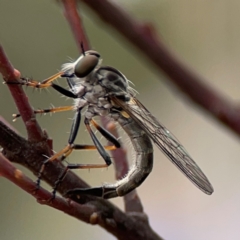 Asilidae (family) at Russell, ACT - 16 Jan 2024