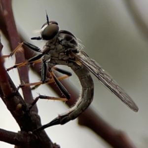 Asilidae (family) at Russell, ACT - 16 Jan 2024