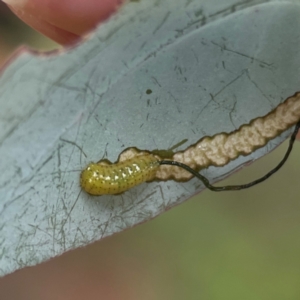 Oxyops sp. (genus) at Russell, ACT - 16 Jan 2024