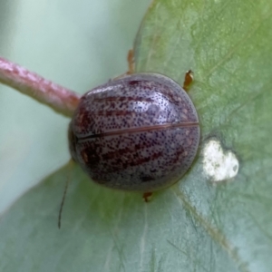 Paropsisterna m-fuscum at Russell, ACT - 16 Jan 2024