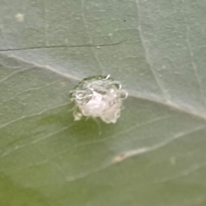 Glycaspis sp. (genus) at Russell, ACT - 16 Jan 2024