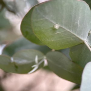 Glycaspis sp. (genus) at Russell, ACT - 16 Jan 2024