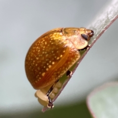 Paropsisterna cloelia (Eucalyptus variegated beetle) at Russell, ACT - 16 Jan 2024 by Hejor1