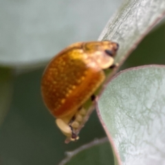 Paropsisterna cloelia at Russell, ACT - 16 Jan 2024