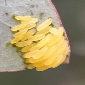 Paropsisterna cloelia at Russell, ACT - 16 Jan 2024