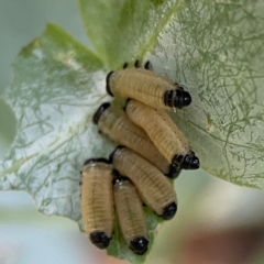 Paropsisterna cloelia at Russell, ACT - 16 Jan 2024