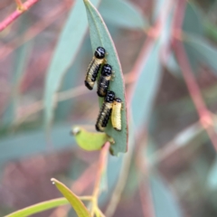 Paropsisterna cloelia at Russell, ACT - 16 Jan 2024