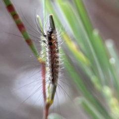 Anestia (genus) (A tiger moth) at Russell, ACT - 16 Jan 2024 by Hejor1