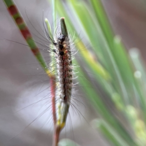 Anestia (genus) at Russell, ACT - 16 Jan 2024