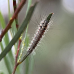 Anestia (genus) at Russell, ACT - 16 Jan 2024