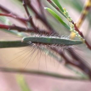 Anestia (genus) at Russell, ACT - 16 Jan 2024