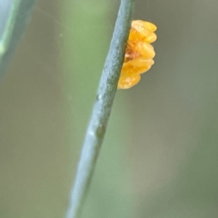 Coleoptera (order) immature (Unidentified immature beetle) at Russell, ACT - 16 Jan 2024 by Hejor1