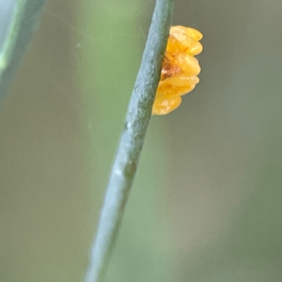 Coleoptera (order) immature (Unidentified immature beetle) at Russell, ACT - 16 Jan 2024 by Hejor1