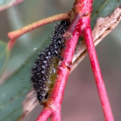 Paropsisterna beata at Russell, ACT - 16 Jan 2024 04:54 PM