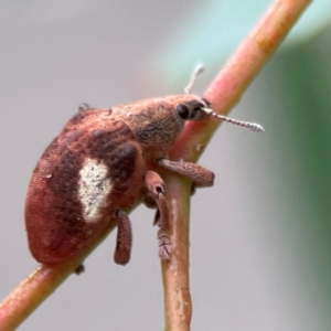 Gonipterus pulverulentus at Russell, ACT - 16 Jan 2024