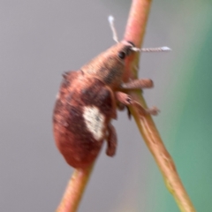 Gonipterus pulverulentus at Russell, ACT - 16 Jan 2024