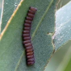 Paropsini sp. (tribe) at Russell, ACT - 16 Jan 2024 04:56 PM