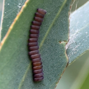 Paropsini sp. (tribe) at Russell, ACT - 16 Jan 2024 04:56 PM