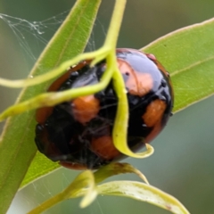 Paropsisterna beata (Blessed Leaf Beetle) at Russell, ACT - 16 Jan 2024 by Hejor1