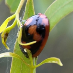 Paropsisterna beata at Russell, ACT - 16 Jan 2024