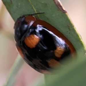 Paropsisterna beata at Russell, ACT - 16 Jan 2024