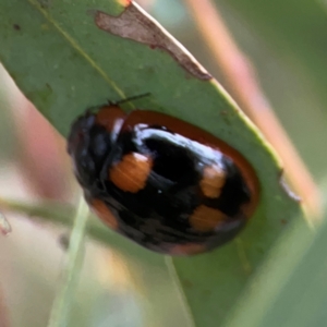 Paropsisterna beata at Russell, ACT - 16 Jan 2024