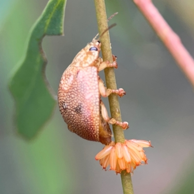 Paropsis atomaria (Eucalyptus leaf beetle) at Russell, ACT - 16 Jan 2024 by Hejor1