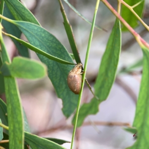 Paropsis atomaria at Russell, ACT - 16 Jan 2024 04:59 PM