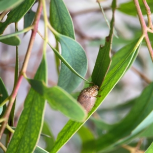 Paropsis atomaria at Russell, ACT - 16 Jan 2024