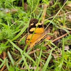 Heteronympha merope (Common Brown Butterfly) at Palerang, NSW - 16 Jan 2024 by Csteele4